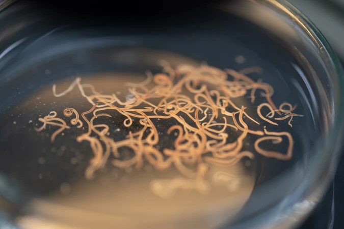 Schistosomiasis