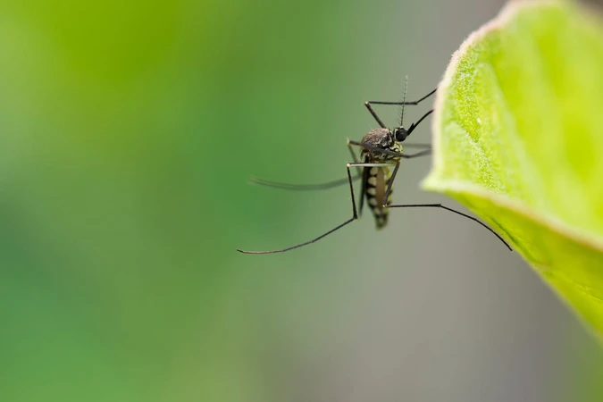 Malaria