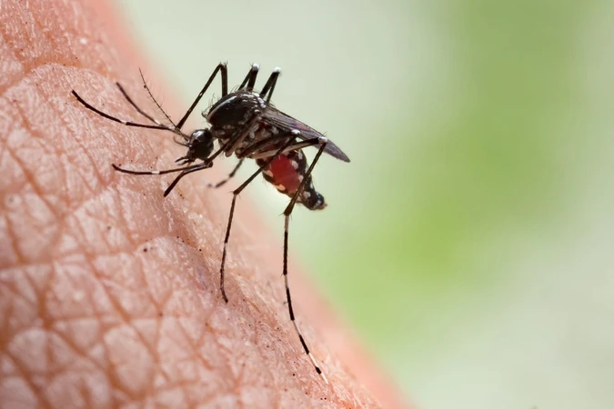 Chikungunya