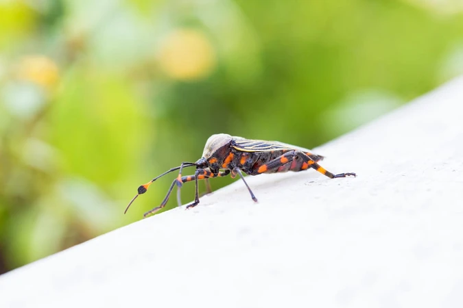 Chagas