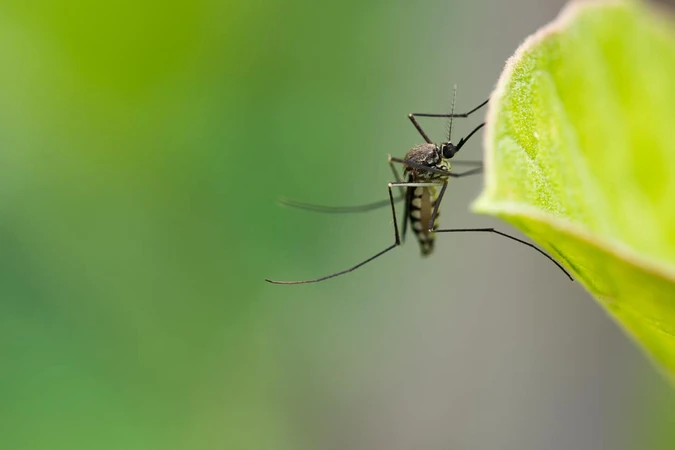 Malaria