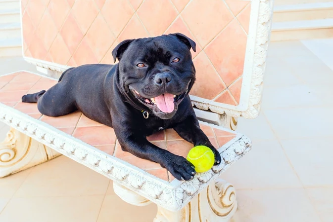 Staffordshire Bull Terrier
