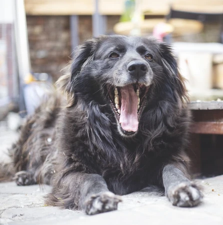 Flat-Coated Retriever
