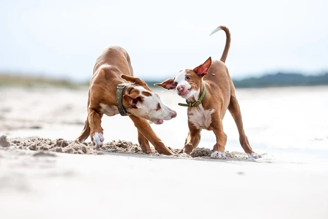 Ibizan Hound