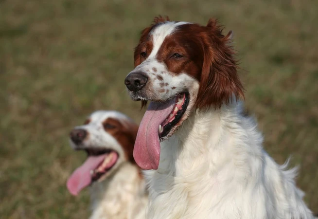 Irish Red and White Setter