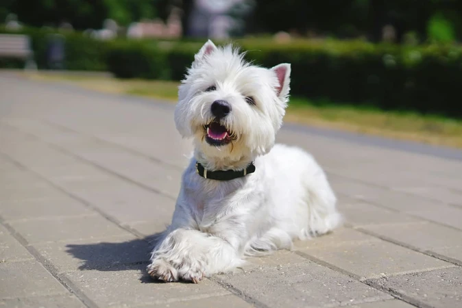 West Highland White Terrier atau Westie