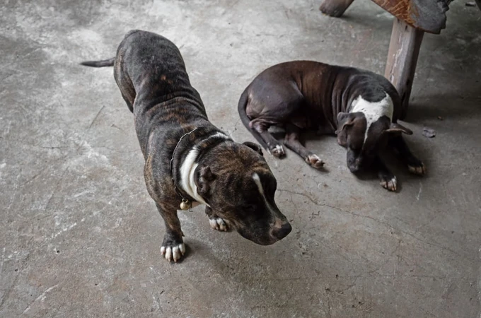 American Pit Bull Terrier