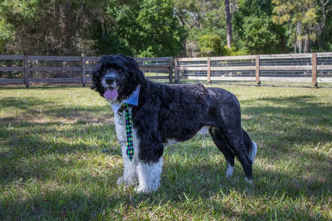 Portuguese Water Dog