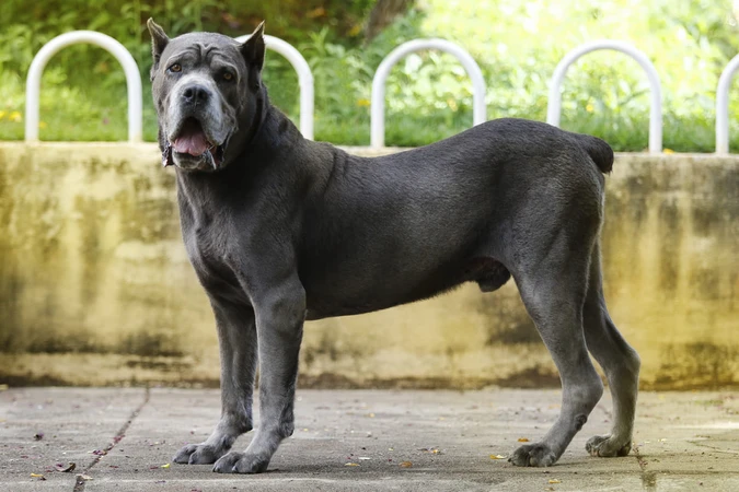 Cane Corso