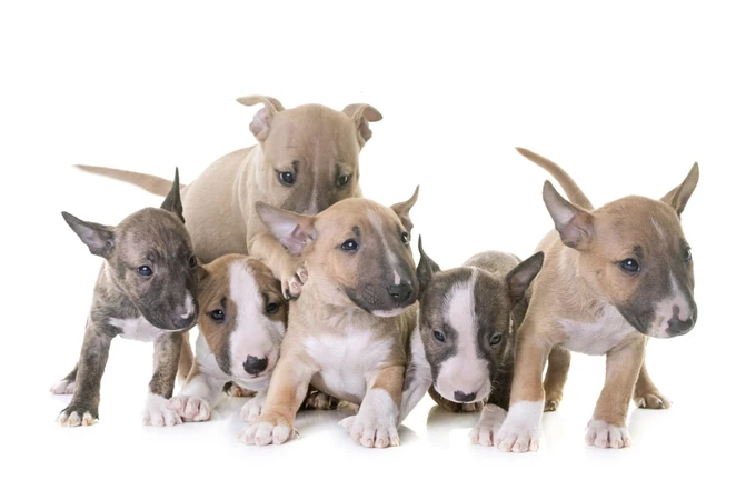 Miniatur Bull Terrier