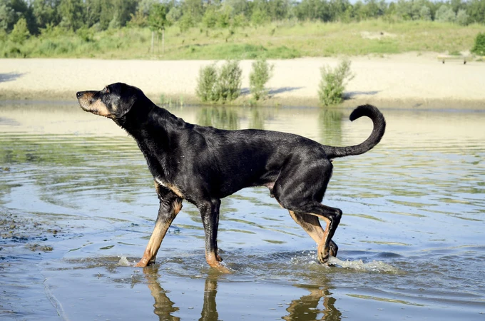 Transylvania Hound