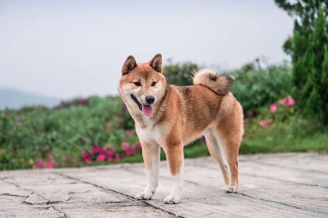 Shiba Inu