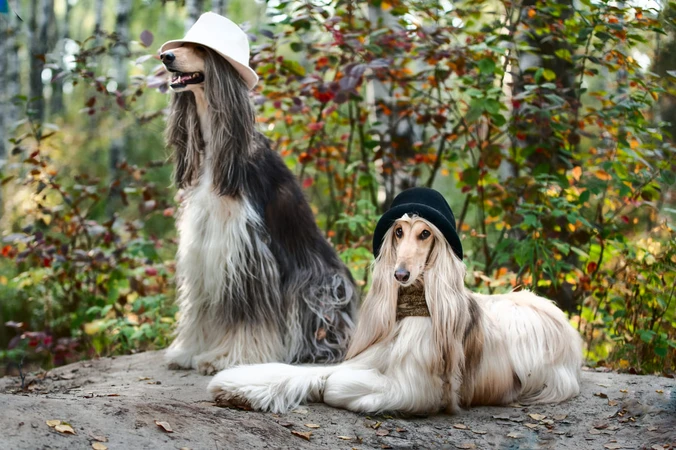 Afghan Hound