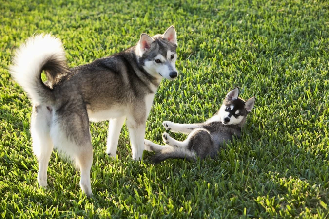 Alaskan Klee Kai 