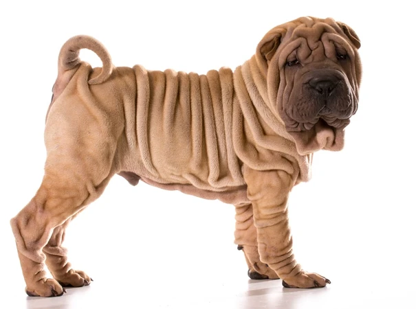 Chinese Shar-Pei