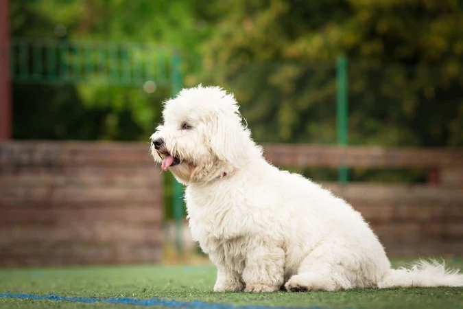 Coton De Tulear