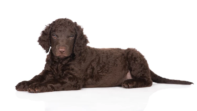 Curly-Coated Retriever