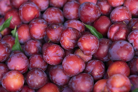 Ragam Manfaat Buah Plum Merah Bagi Kesehatan