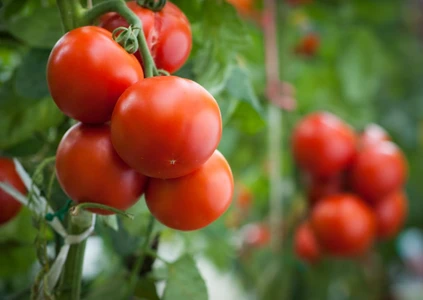 Tomat, Buah Merah nan Cantik Kaya Nutrisi