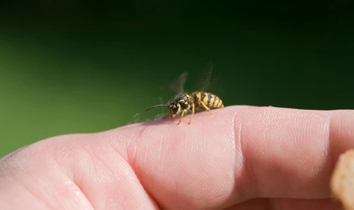 Kenali Reaksi, Pengobatan, dan Pencegahan Terhadap Sengatan Lebah