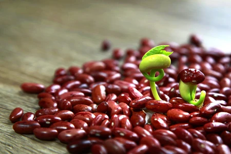 Khasiat Kacang Merah Bagi Kesehatan Yang Harus Anda Ketahui
