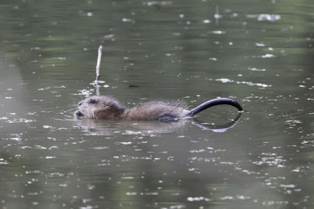 Kenali Leptospirosis, Penyakit Bawaan Tikus yang Kerap Muncul Saat Banjir