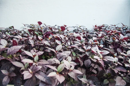 Manfaat Daun Ungu sebagai Obat Wasir Alami