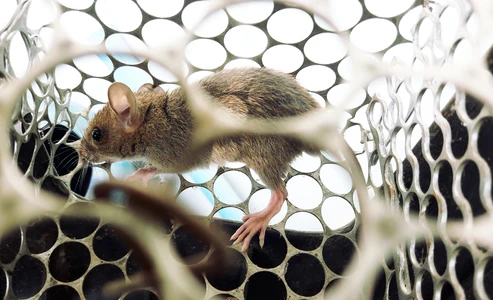 Sebabkan Kerusakan Paru-paru dan Ginjal, Apa Itu Hantavirus?