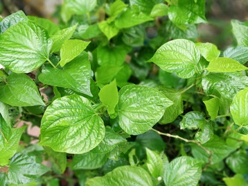 Cara Aman Menghilangkan Keputihan dengan Daun Sirih