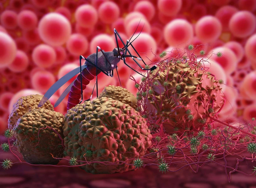 Siklus Hidup Plasmodium Penyebab Malaria