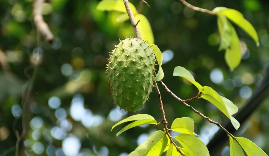 Efek Samping Daun Sirsak Bila Dikonsumsi Berlebihan