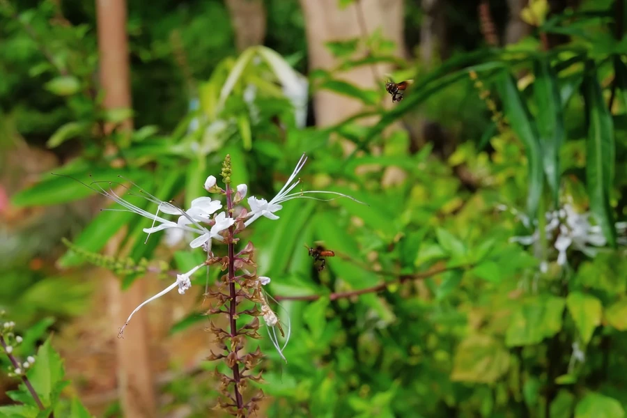 Manfaat Rumput Fatimah dan Efek Sampingnya