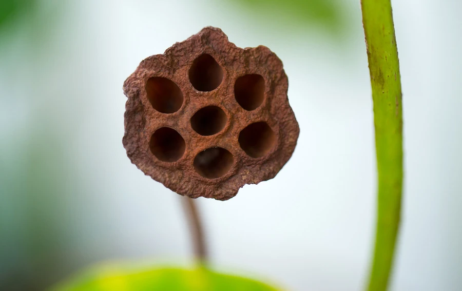 Penyebab Trypophobia Berdasarkan Penelitian Para Ahli