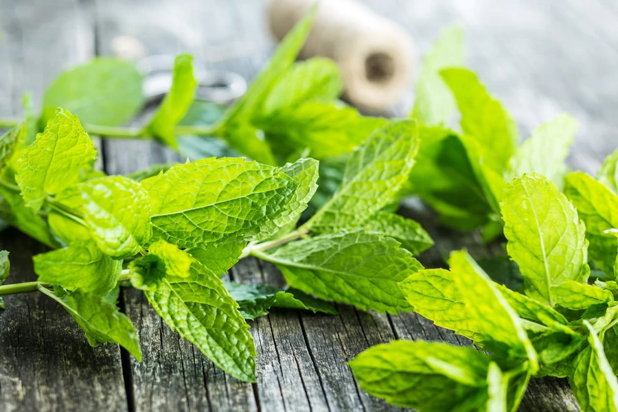 Manfaat Daun Mint dalam Kehidupan Sehari-hari