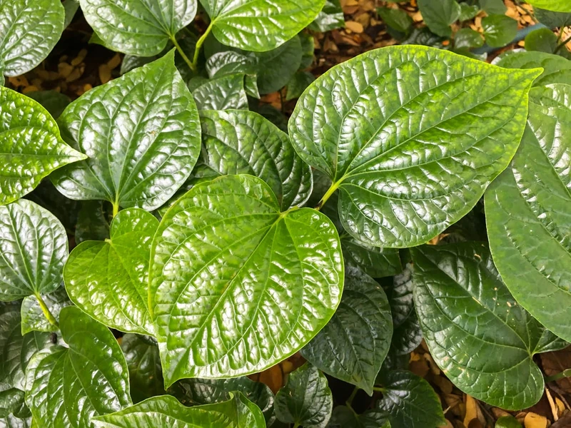 Daun Sirih dan Manfaat Ajaibnya