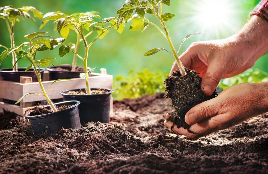Berkebun Memberikan 8 Manfaat Bagi Kesehatan Fisik