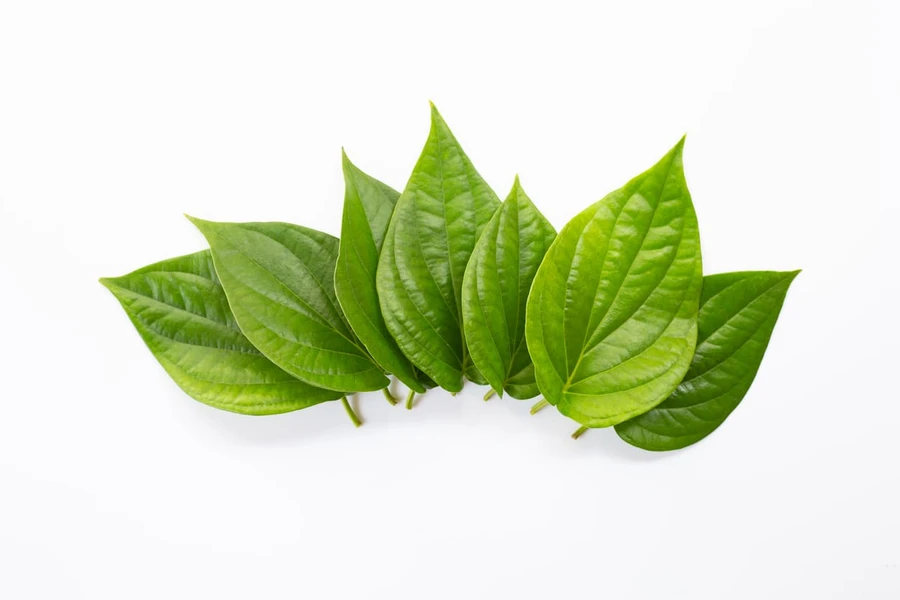 Apakah Daun Sirih Efektif Menghentikan Mimisan?
