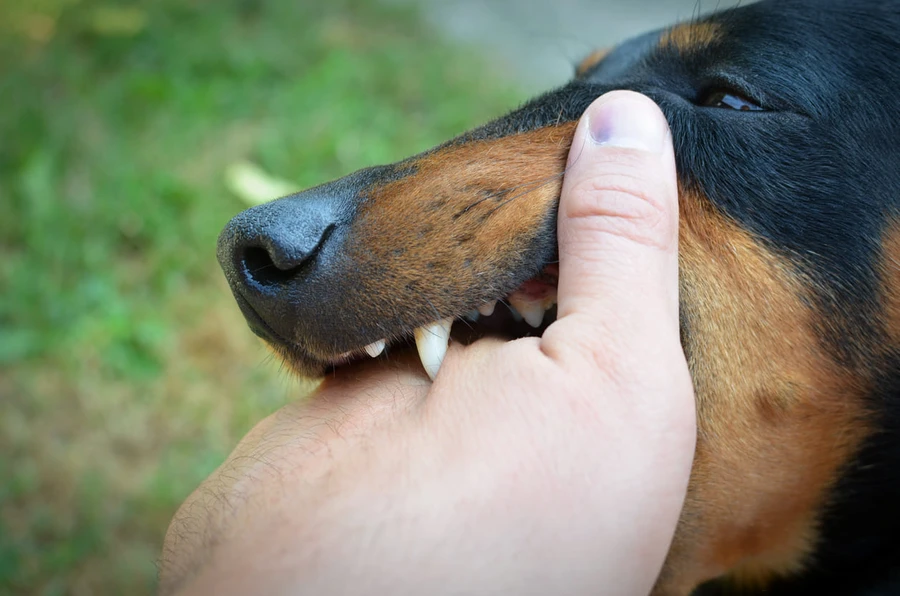 Pertolongan Pertama Setelah Digigit Anjing Agar Tidak Infeksi