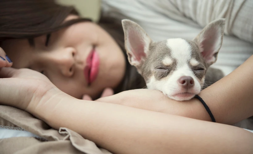 Tidur Bersama Hewan Peliharaan Bikin Tidur Lebih Nyenyak