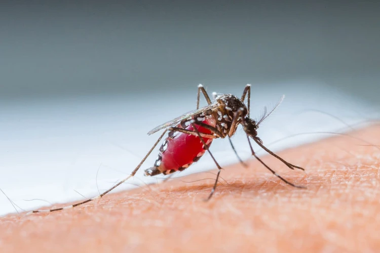 Gejala Demam Berdarah Dengue (DBD) dan Penanganannya