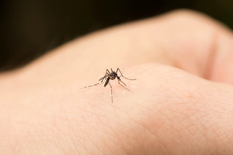 Cara Alami Menghilangkan Bekas Gigitan Nyamuk
