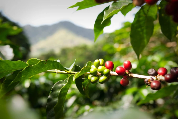 Green Coffee: Fakta Ilmiah, Manfaat dan Efek Samping