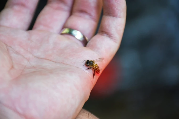 Obat Disengat Tawon dan Lebah Paling Ampuh