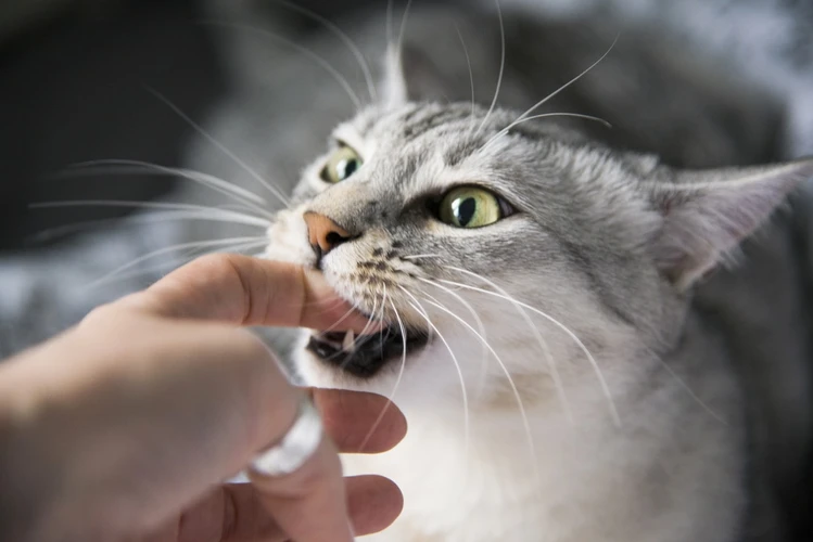 Cara Benar Merawat Luka Gigitan Kucing Agar Tidak Infeksi