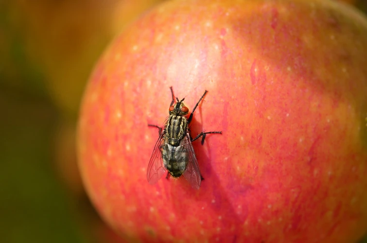 Makanan Dihinggapi Lalat, Apakah Masih Boleh Dimakan?