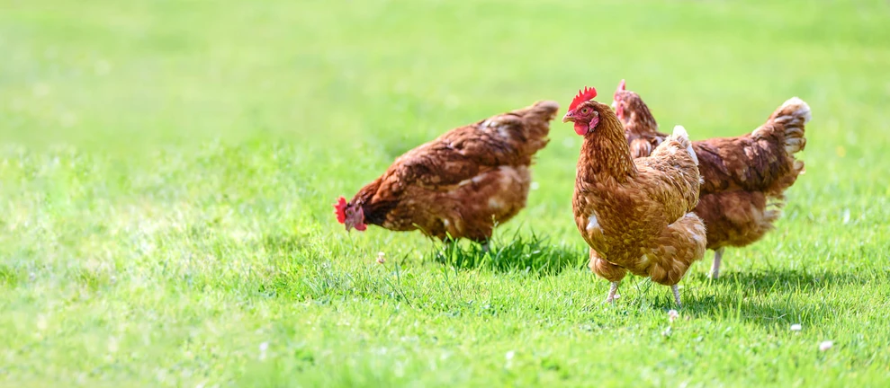 Benarkah Ayam Probiotik Lebih Sehat Daripada Ayam Biasa?
