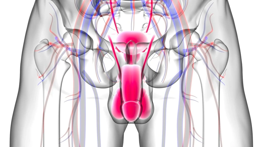 Meneropong Anatomi Penis
