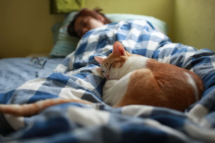 Bolehkah Anda Membiarkan Kucing Tidur di Tempat Tidur dengan Anda?