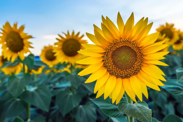 Ragam Manfaat Bunga Matahari, dari Biji Sampai Minyaknya