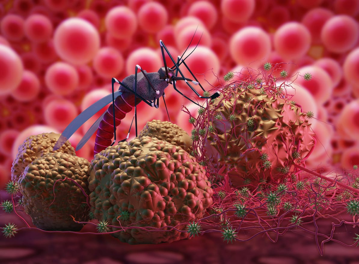 Ketika nyamuk menghisap darah plasmodium masuk ke tubuh manusia dalam bentuk